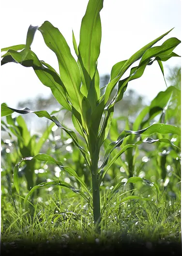 Anuradhapura image-1